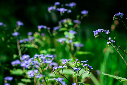 Boothbay, Coastal Maine Botanical Gardens, ME - May 2025